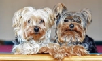 Dog yorkshire teriér (foto): malý přítel pro vaši rodinu